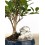 Ficus Retusa 6 anos (bonsai em pedra), exemplar único