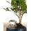 Ficus Retusa 6 anos (bonsai em pedra), exemplar único