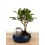 Ficus Retusa 6 ans (bonsaï en pierre), spécimen unique