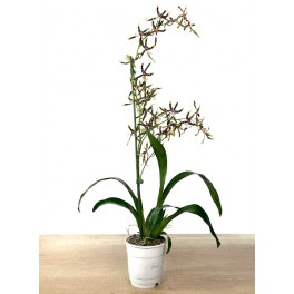 Oncidium tigre Josue (orquidea en pot 11 cm ø) spécimen unique