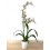 Oncidium tigre Josue (orquidea en vaso 11 cm ø) exemplar unico