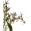 Oncidium tigre Josue (orquidea en vaso 11 cm ø) exemplar unico