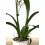 Oncidium tigre Josue (orquidia en test 11 cm ø) exemplar únic