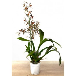 Oncidium tigre Carla (orquidia en test 11 cm ø) exemplar únic