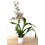 Oncidium tigre Carla (orquidea en vaso 11 cm ø) exemplar unico