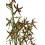 Oncidium tigre Carla (orquidia en test 11 cm ø) exemplar únic