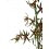 Oncidium tigre Carla (orquidea en maceta 11 cm ø) ejemplar único