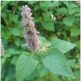 Semilla Agastache (ecológica)