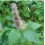 Semilla Agastache (ecológica)