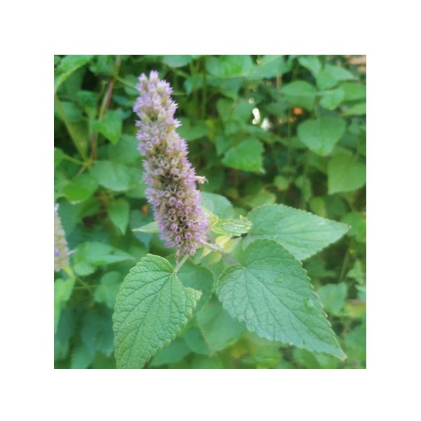 Semilla Agastache (ecol&oacute;gica)