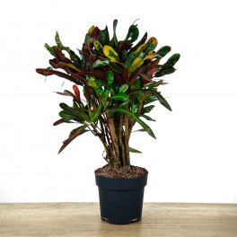Croton Mammi grand (pot 17 cm Ø et 60 cm hauteur) spécimen unique