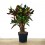 Croton Mammi grande (maceta 17 cm Ø y 60 cm altura) ejemplar único