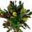 Croton Mammi grande (maceta 17 cm Ø y 60 cm altura) ejemplar único