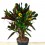 Croton Mammi grande (vaso 17 cm Ø e 60 cm altura) ejemplar único