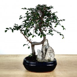 Zelkova 10 anos (bonsai em pedra), exemplar único