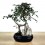 Zelkova de 10 ans (bonsaï en pierre), spécimen unique