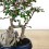 Zelkova 10 años (bonsai en piedra) ejemplar único