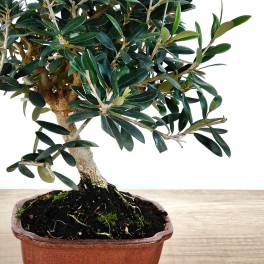 Olivo 8 años, bonsai ejemplar único