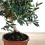 Olivo 8 años, bonsai ejemplar único