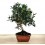 Olivo 8 años, bonsai ejemplar único