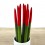 Sansevieria puntas rojas grande + cubremacetas blanco (maceta 12 cm Ø) ejemplar único