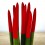 Sansevieria puntas rojas grande + cubremacetas blanco (maceta 12 cm Ø) ejemplar único