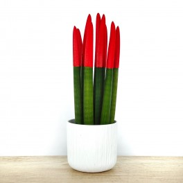 Sansevieria puntas rojas grande + cubremacetas blanco (maceta 12 cm Ø) ejemplar único