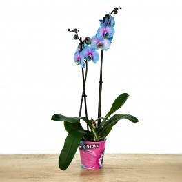 Phalaenopsis blue passion (orquidea en pot 11 cm ø) spécimen unique