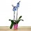 Phalaenopsis blue passion (orquidea en pot 11 cm ø) spécimen unique