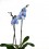 Phalaenopsis blue passion (orquidea en pot 11 cm ø) spécimen unique