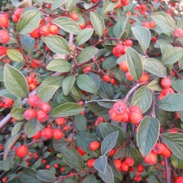 Cotoneaster lactea (maceta 21 cm ø)