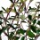 Cotoneaster lactea (maceta 21 cm ø)