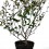 Cotoneaster lactea (maceta 21 cm ø)