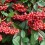 Cotoneaster lactea (maceta 21 cm ø)