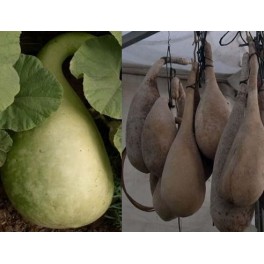 Semilla calabaza de agua (ecológica)