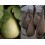 Semilla calabaza de agua (ecológica)