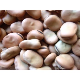 Graines de fève du Tugas (biologique)
