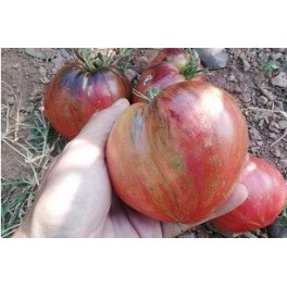 Graines de tomate cœur de taureau sombre (biologique)