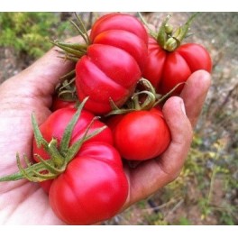 Graines de tomate Criollo de Oaxaca (biologique)