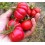 Graines de tomate Criollo de Oaxaca (biologique)