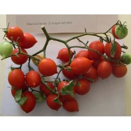 Semilla tomate de colgar bombilla (ecológica)
