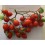 Semente de tomate pendente lâmpada (orgânico)