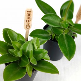 Peperomia Pixie (pot 6 cm Ø).