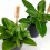 Peperomia Pixie (pot 6 cm Ø).