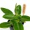 Peperomia Pixie (pot 6 cm Ø).