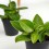 Peperomia Pixie (pot 6 cm Ø).