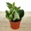 Peperomia Obtusifolia Variegata.