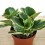 Peperomia Obtusifolia Variegata.