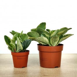 Peperomia Obtusifolia Variegata.