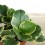 Peperomia Obtusifolia Variegata.